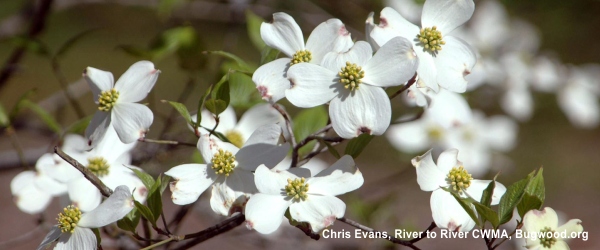 flowering dogwood